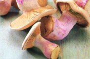 Blewit mushrooms