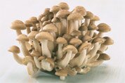 Hon-shimeji mushrooms