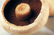 Large flat mushrooms